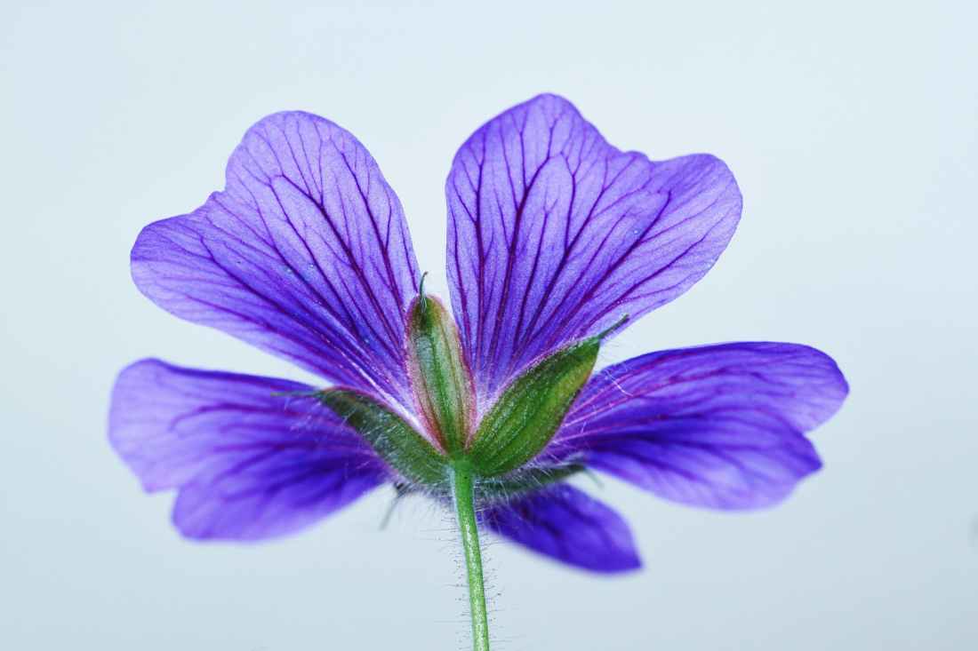 nature flowers blue purple